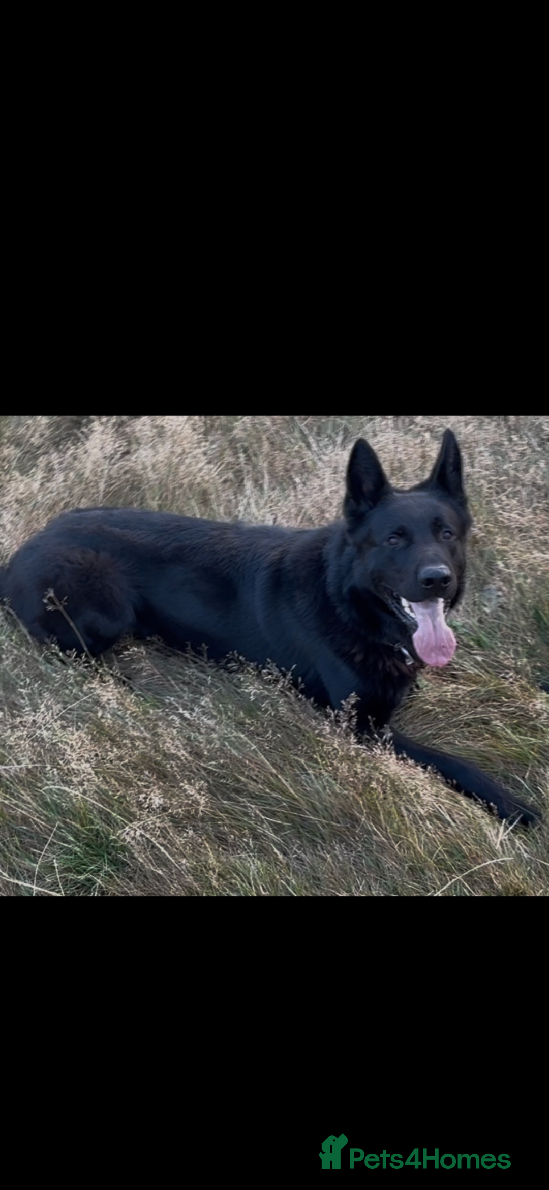 German Shepherd dogs for sale: Czech/DDR Protection/stud dog for sale  - Image 2