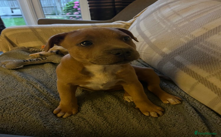Staffordshire Bull Terrier dogs - Advert 1