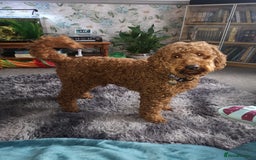 Cockapoo dogs for sale: Female cockapoo cream/beige - Image 16