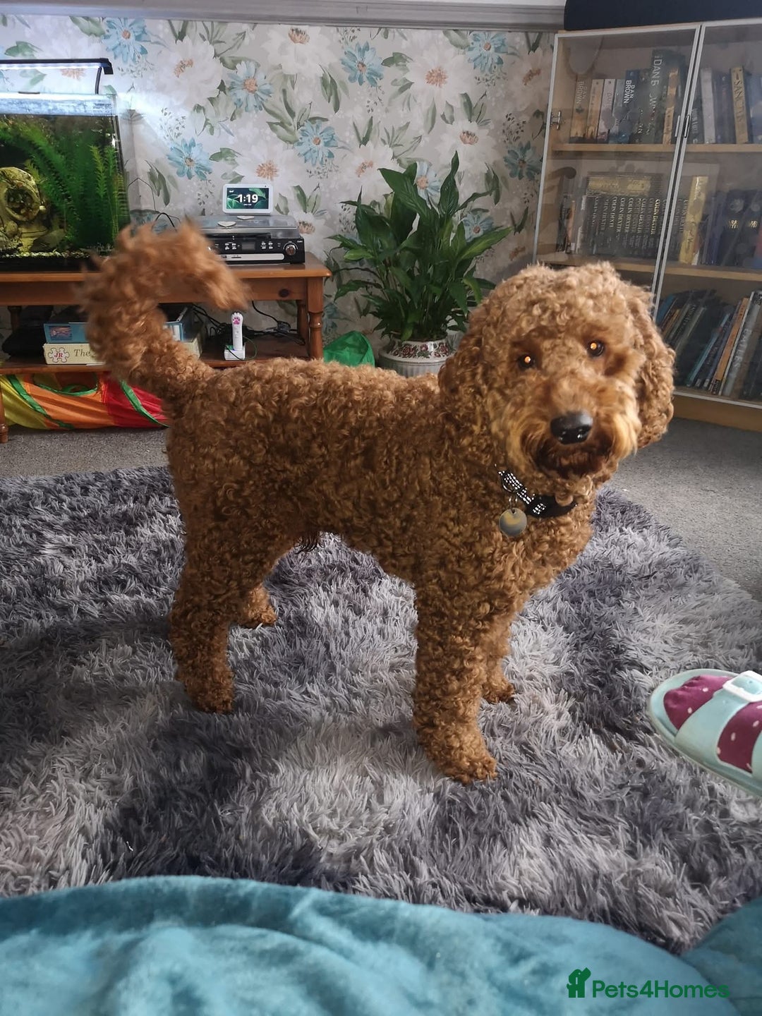 Cockapoo dogs for sale: Female cockapoo cream/beige - Image 16