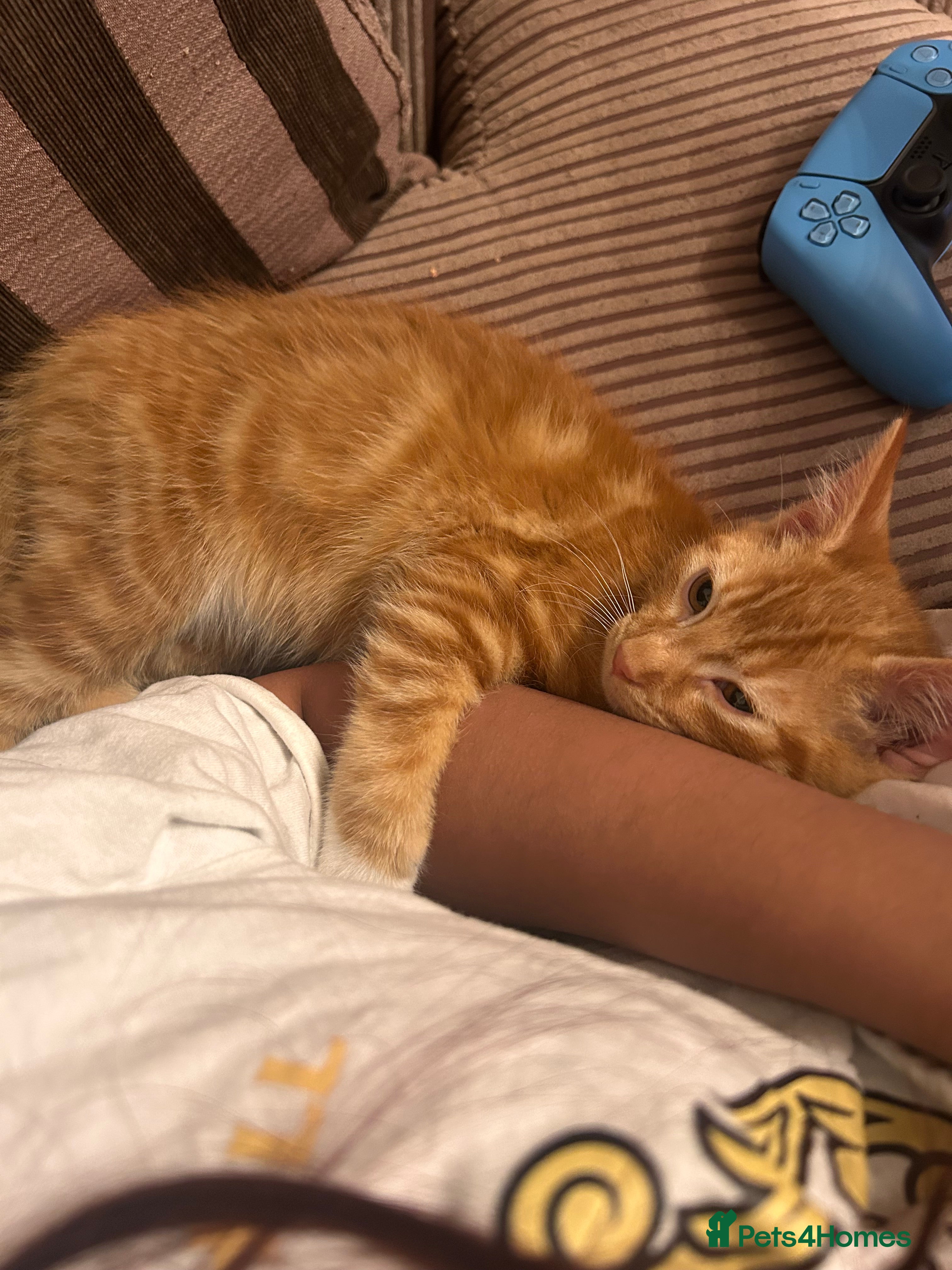 Mixed Breed cats Male Ginger Kitten - Advert 1