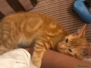 Mixed Breed cats Male Ginger Kitten - Advert 1