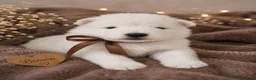Samoyed dogs for sale: Baby coming  - Advert 3