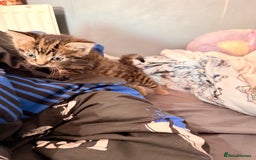 Abyssinian cats for sale: Two boy kittens  - Image 4