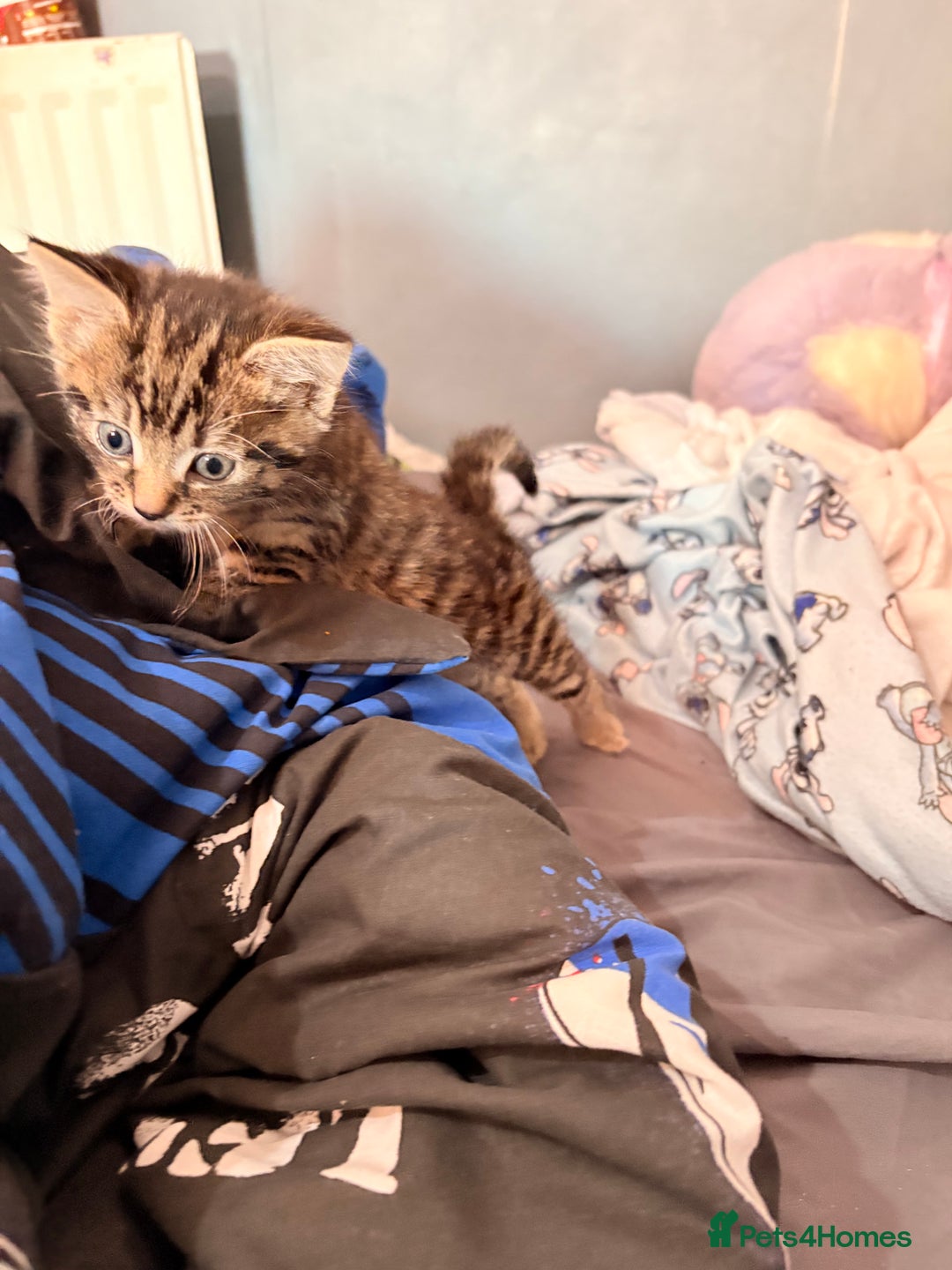 Abyssinian cats for sale: Two boy kittens  - Image 4