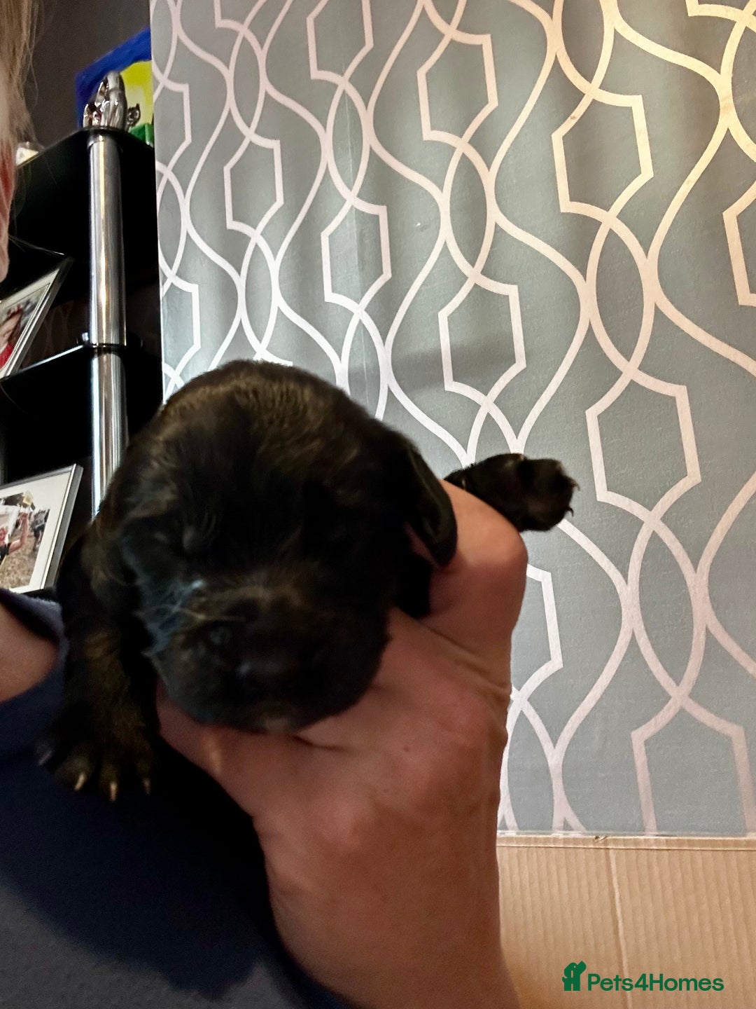 Cocker Spaniel dogs for sale: 2 beautiful cocker spaniels out of a litter of 7 - Image 37