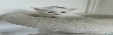 Turkish Van 4