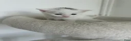 Turkish Van cats for sale: Beautiful Turkish van kittens for sale.  - Advert 4