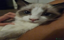 Ragdoll cats for sale: 2 beautiful kittens free to a good home - Image 4