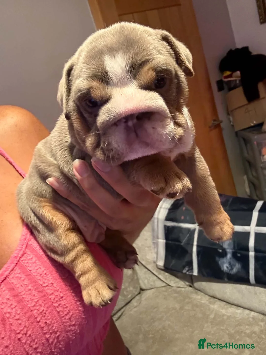 English Bulldog dogs for sale: The most stunning boy elvis  - Advert 5