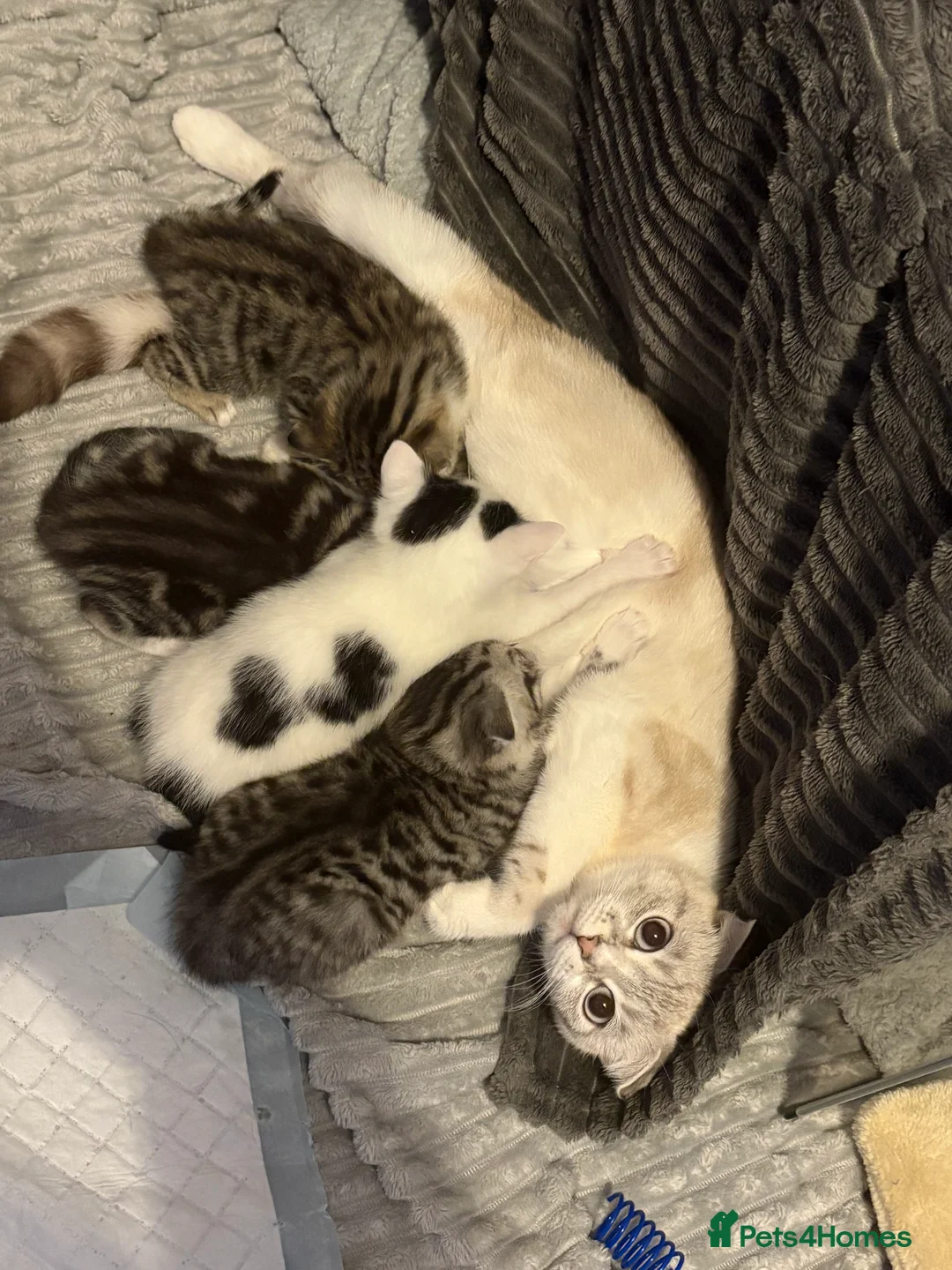 Scottish Fold cats for sale: 3 Beautiful ScottishFold TabbiesStripesSpotsFolded - Advert 7