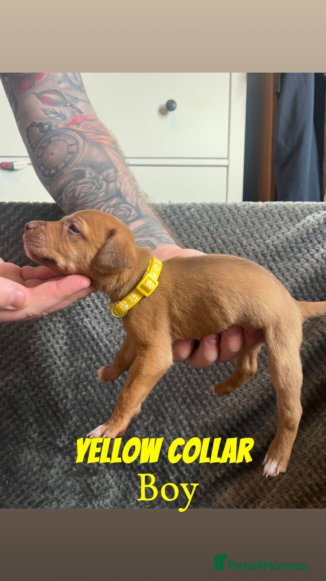 Mixed Breed dogs for sale: 11 Lurcher x Staffy pups for Sale! - Advert 22