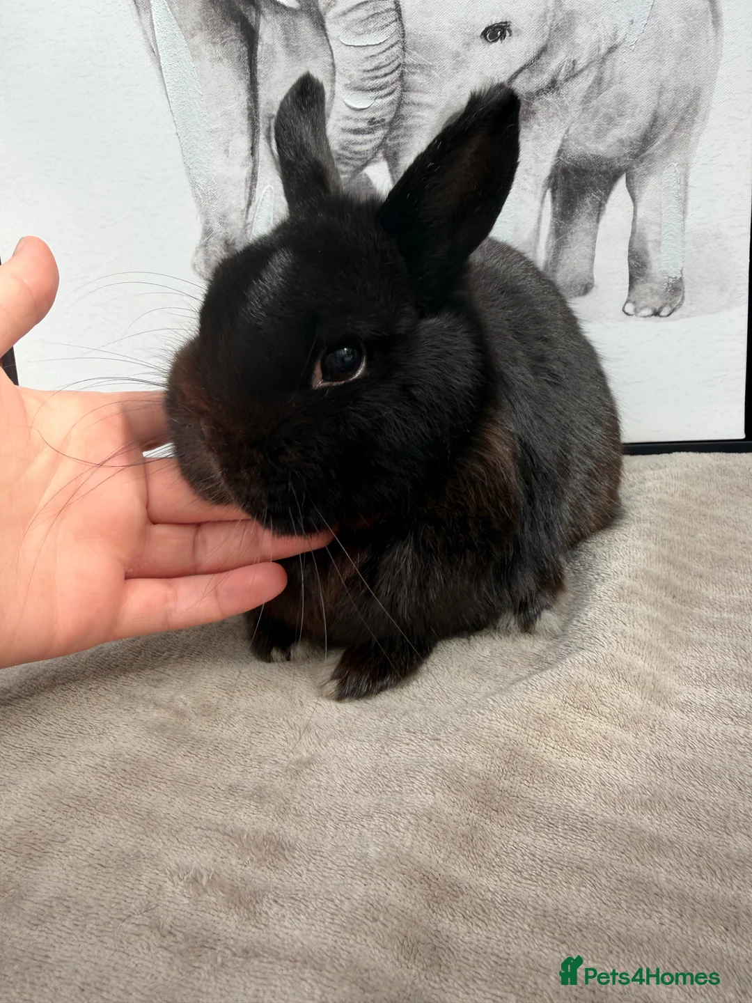 Netherland Dwarf rabbits for sale: Netherland dwarf male  - Advert 2