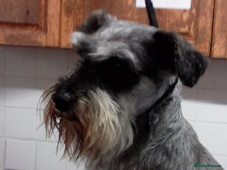 Miniature Schnauzer dogs in Sandwich - Advert 2