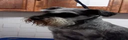 Miniature Schnauzer dogs for stud: Miniature Schnauzer at stud. KC registered. in Sandwich - Advert 1