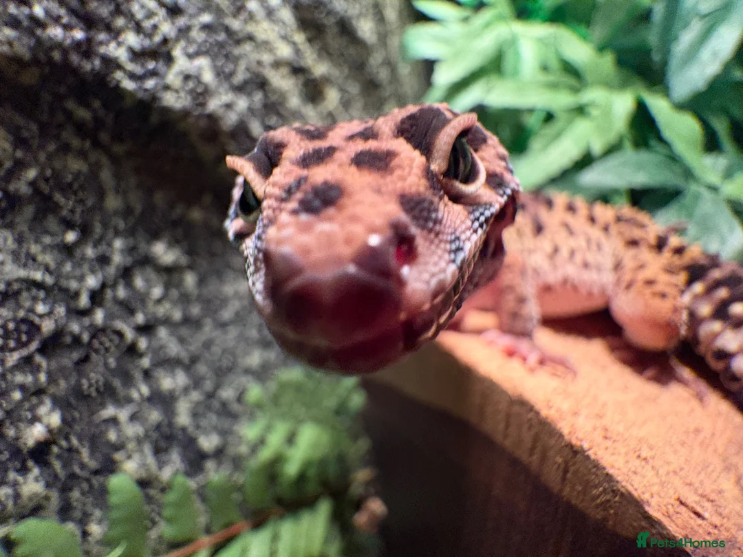 Leopard Gecko reptiles for sale: Rehoming Leopard Gecko in Manchester - Advert 7