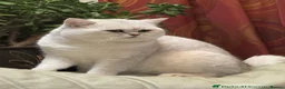 British Shorthair cats for sale: 2 girls and 1 boy in Tilbury - Advert 2