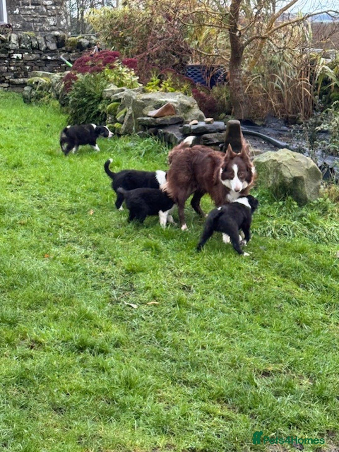 Border Collie dogs for sale: KC Registered Border Collie puppies - Advert 4