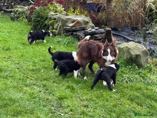 Border Collie dogs KC Registered Border Collie puppies - Advert 1