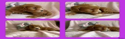 Cavapoo dogs for sale: Gorgeous F1B Cavapoo puppies - Advert 23