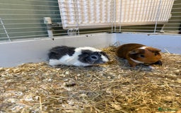 Guinea Pig rodents for sale: Three male guinea pigs - Image 1