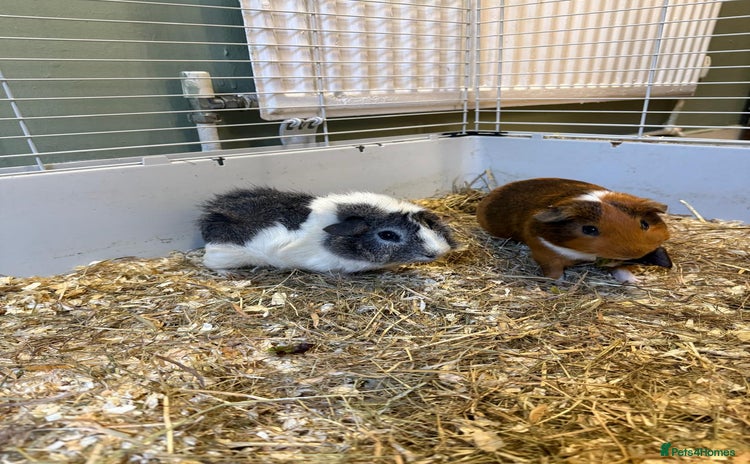 Guinea Pig rodents - Advert 10