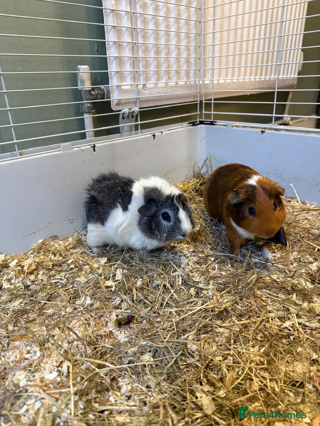 Guinea Pig rodents for sale: Three male guinea pigs - Image 1