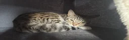 Bengal cats for sale: Luna  - Advert 10