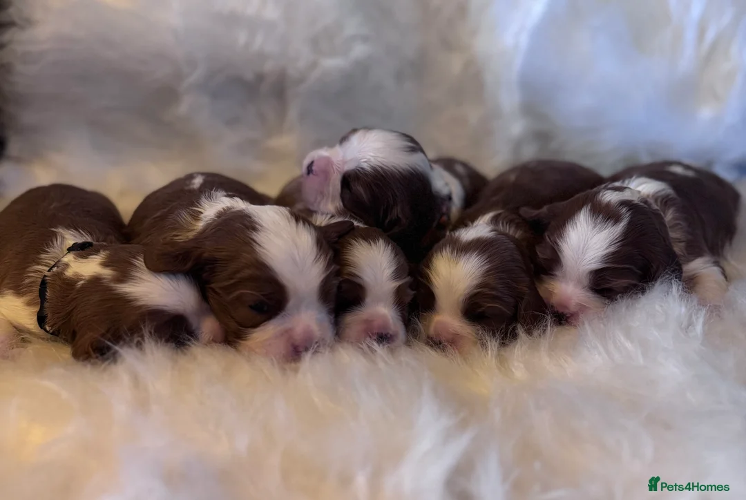Cavalier King Charles Spaniel dogs for sale: Cavalier King Charles KC reg DNA 5* home breed - Advert 17