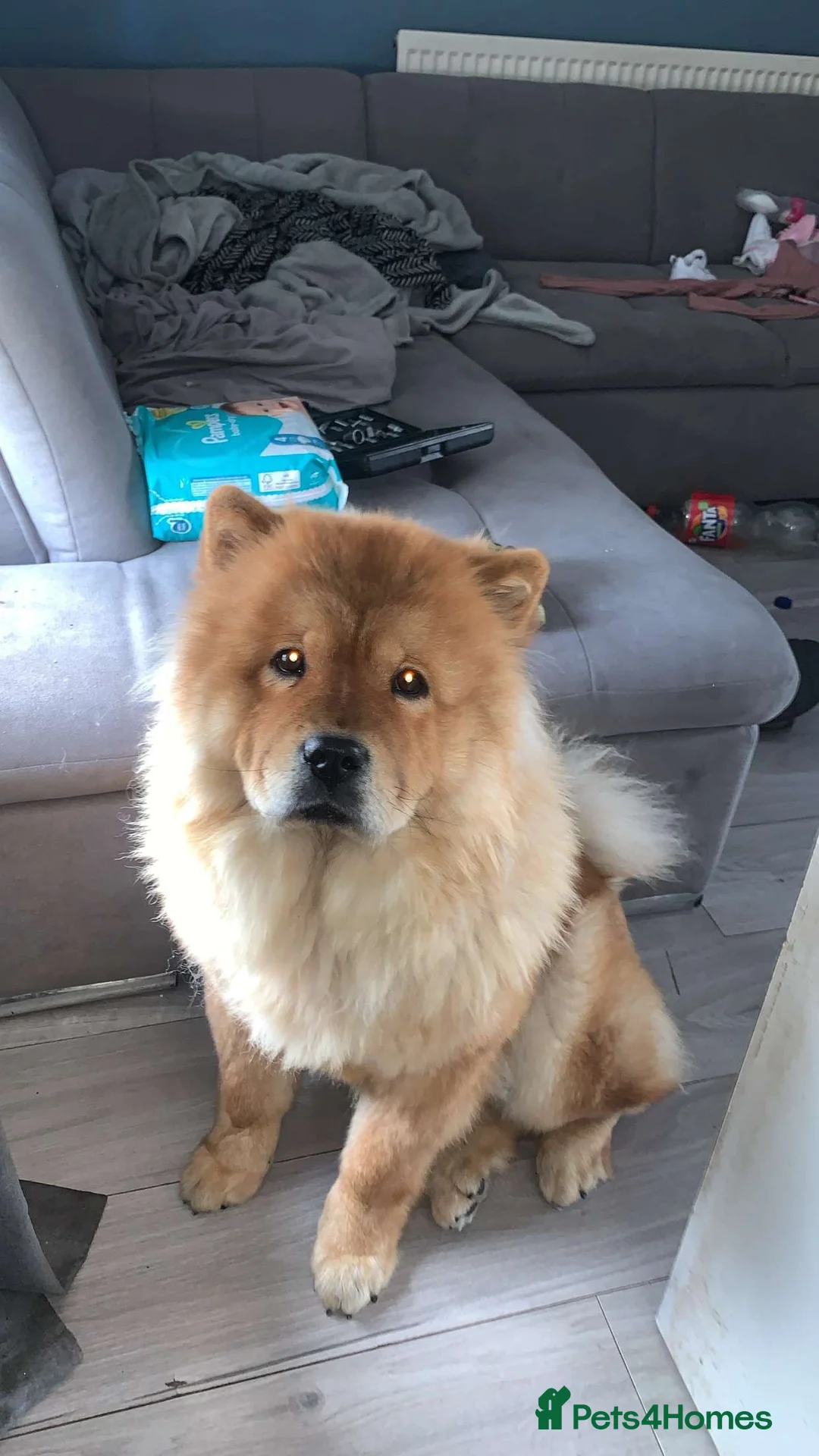 Chow Chow dogs for sale: Narla  - Advert 7