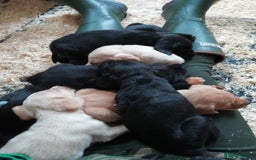 Cockerdor dogs for sale: Gorgeous cockador Puppies - Image 19