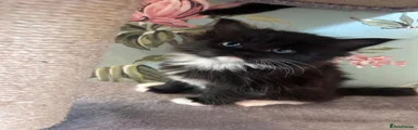 Ragdoll Kitten 3