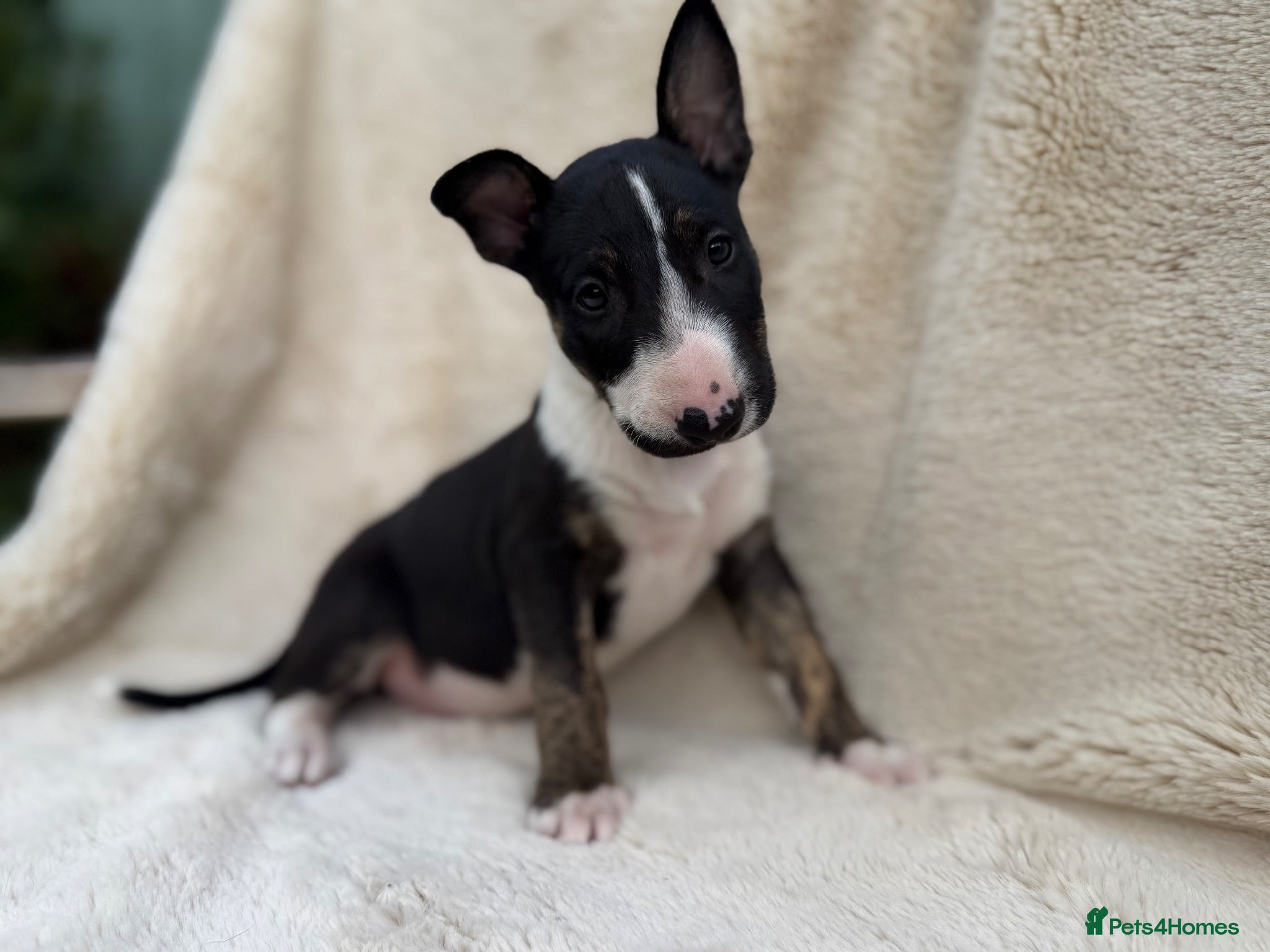 English Bull Terrier dogs Champion Bloodline English Bull Terrier Puppies - Advert 12