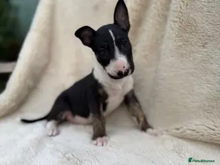 English Bull Terrier dogs Champion Bloodline English Bull Terrier Puppies - Advert 12