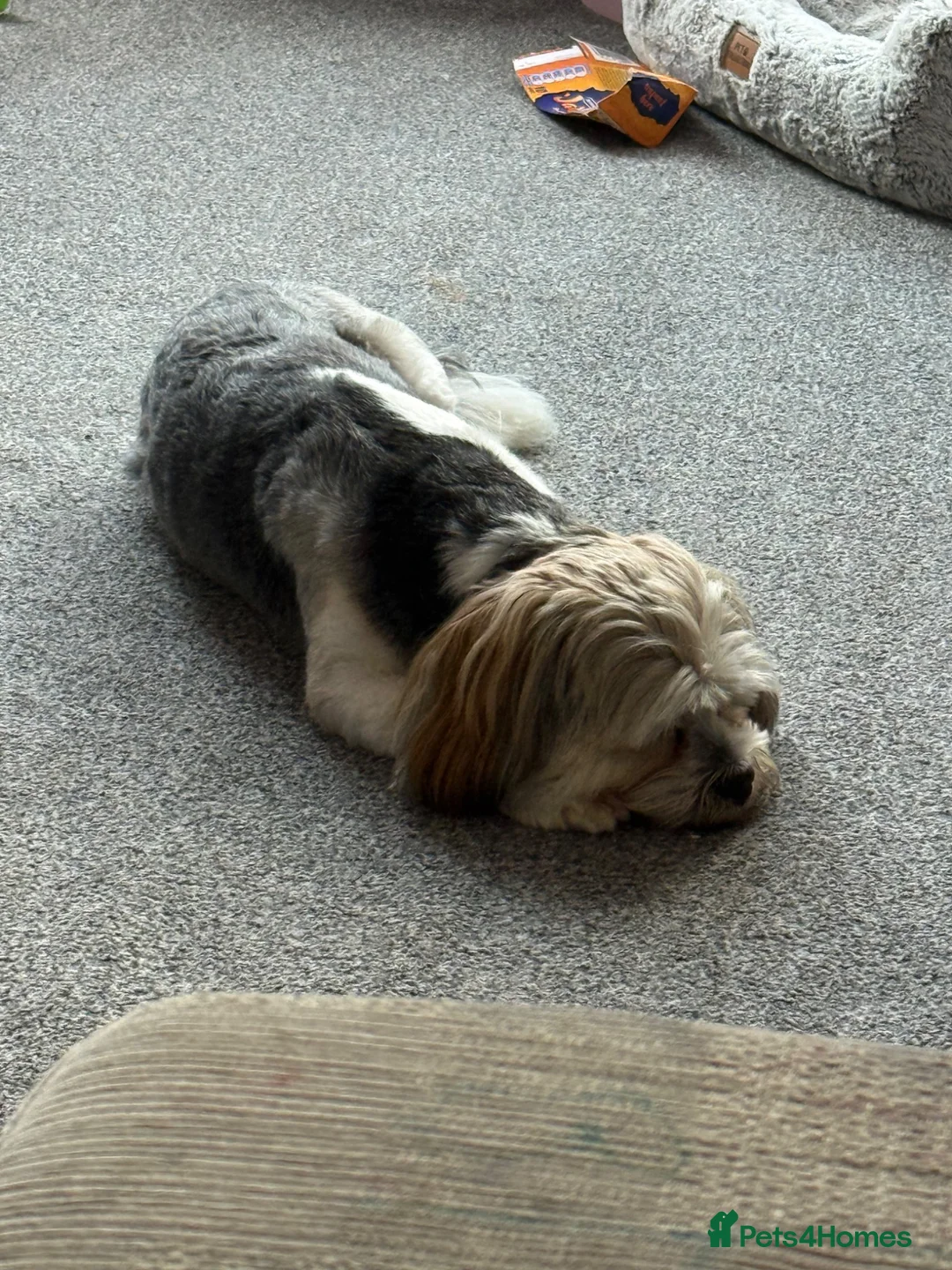 Lhasa Apso dogs for sale: Lhasa Apso for sale. Please read description  - Advert 2