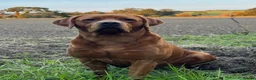 Labrador Retriever dogs for sale: KC Labradors - parents health tested  - Advert 7