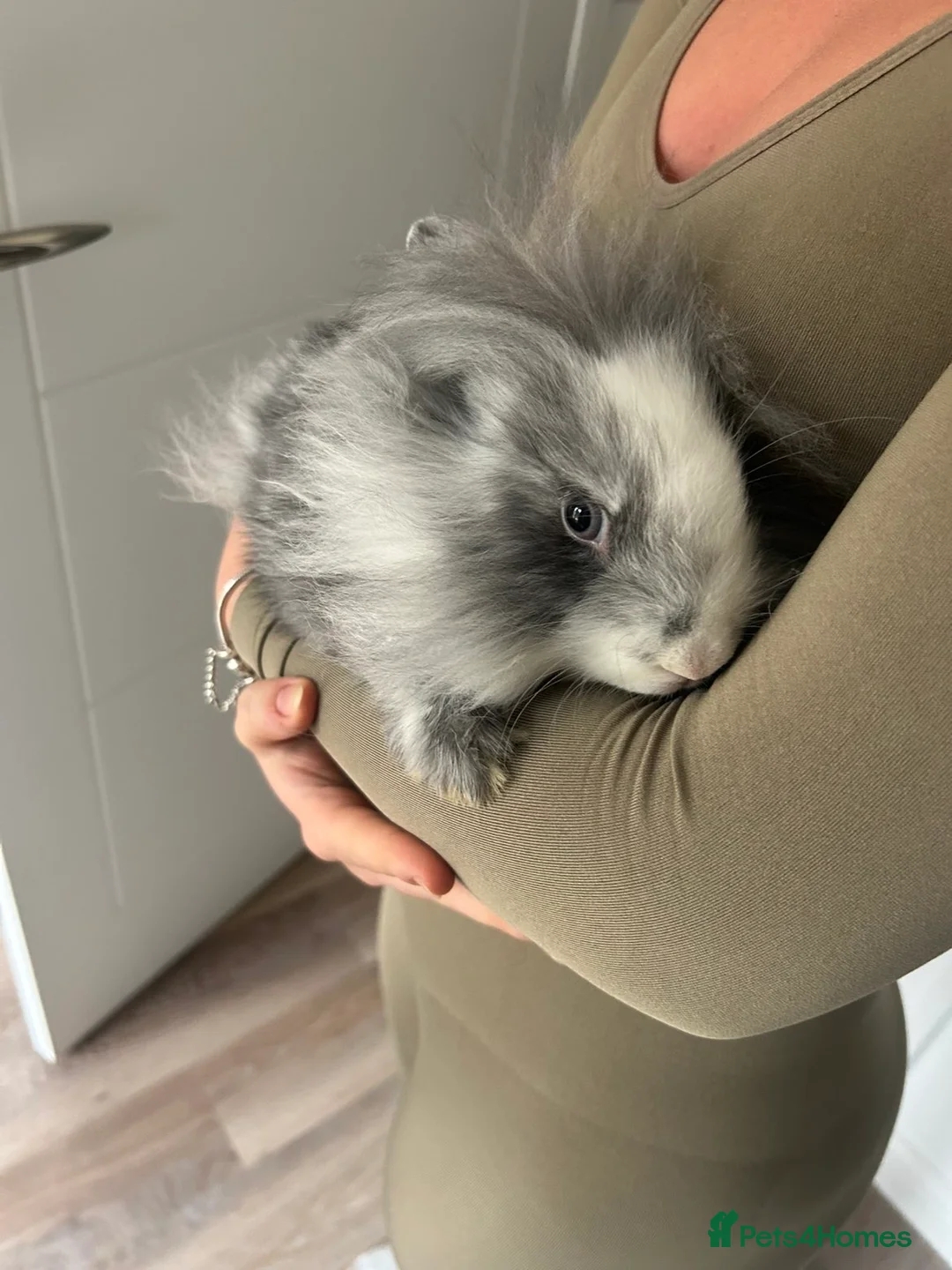 Mixed Breed rabbits for sale: 2 mini lop lion head bunnies  - Advert 6