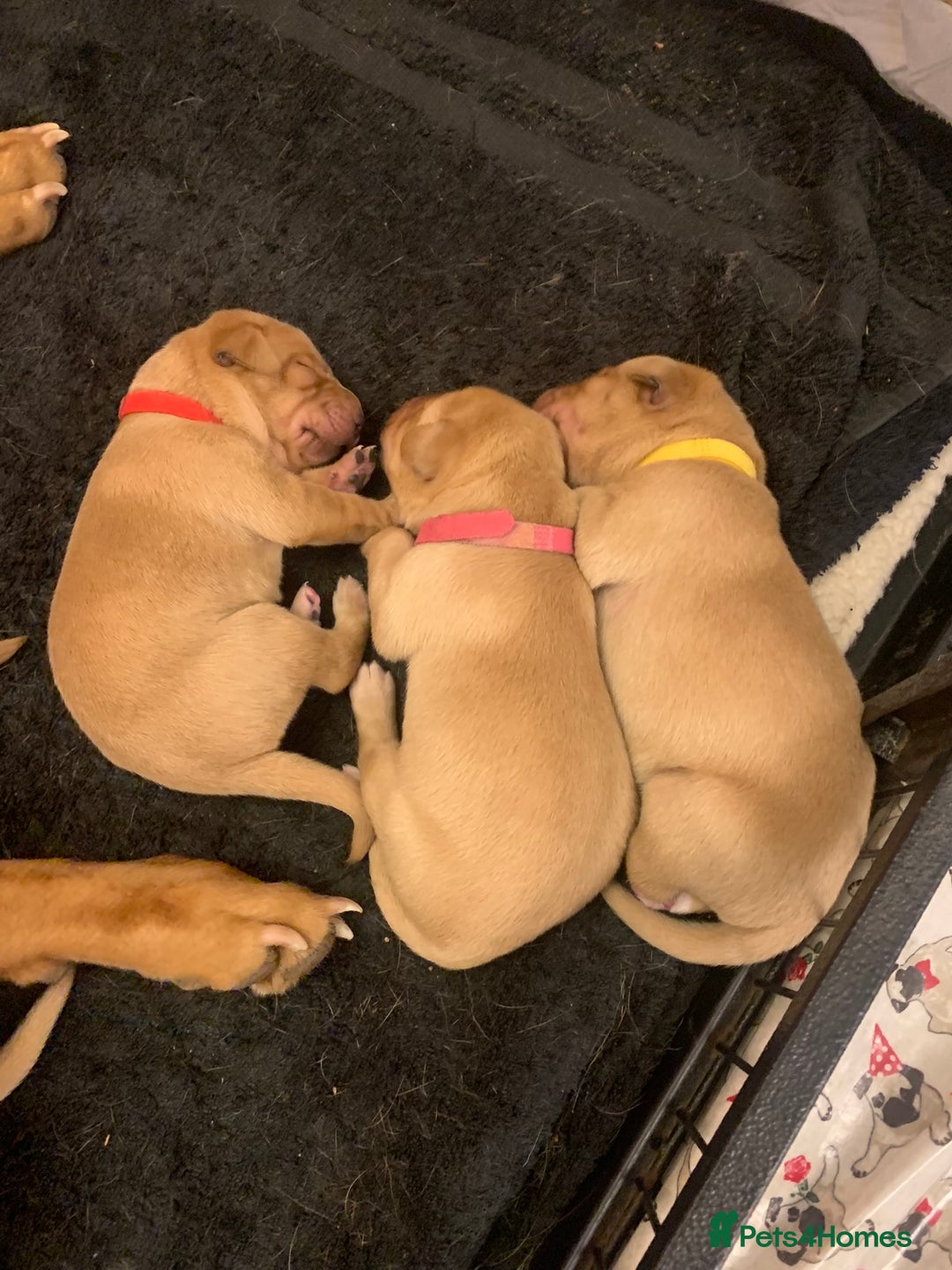 Labrador Retriever dogs for sale: ✨ Stunning 5 Male & 3 Female Fox Red Lab Puppies - Advert 31