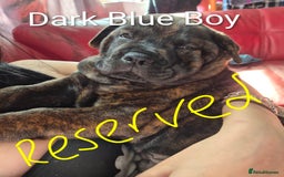 Mixed Breed dogs for sale: Ready to leave 3 Girls Left Shar-Pei x Chow pups  - Image 26