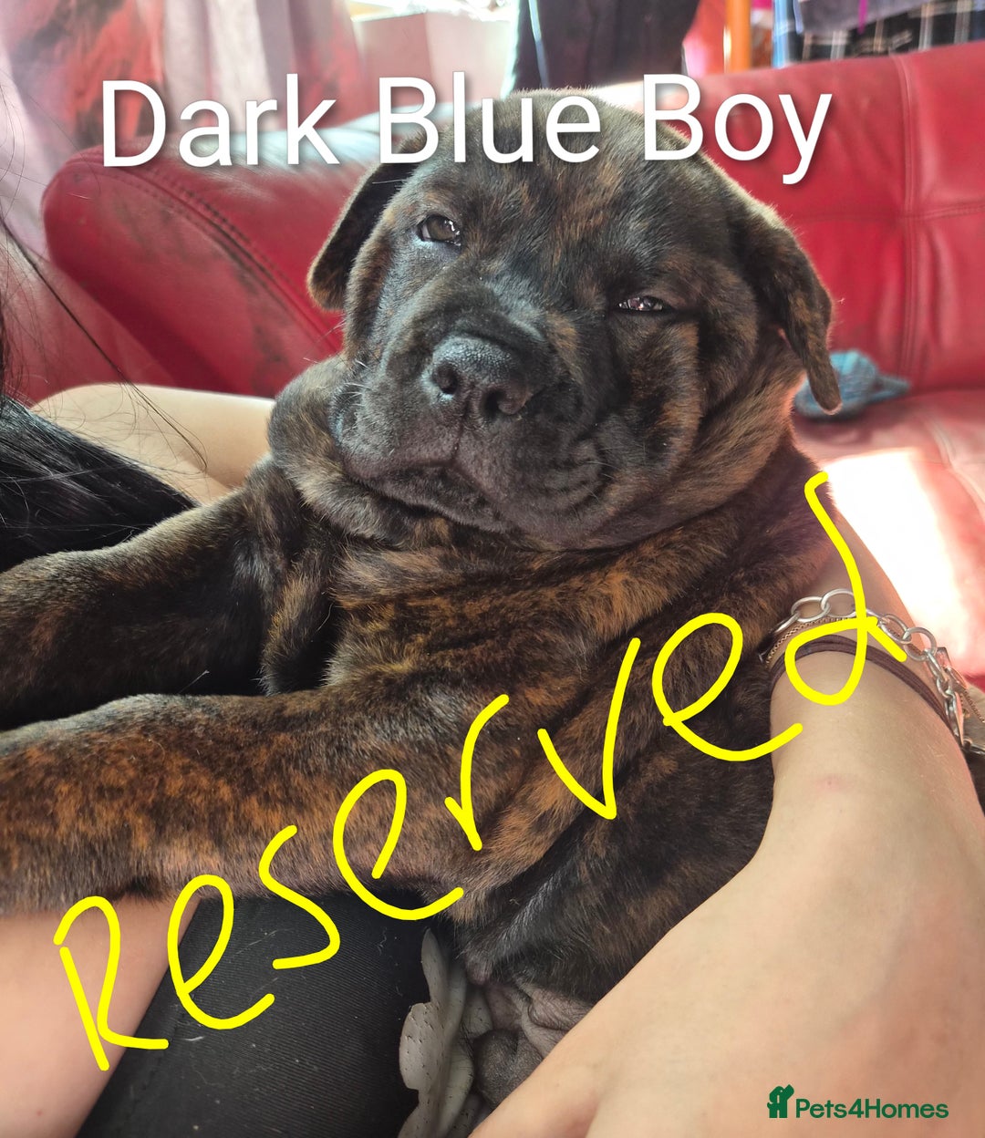Mixed Breed dogs for sale: Ready to leave 3 Girls Left Shar-Pei x Chow pups  - Image 26