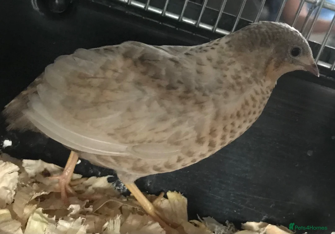 Quail poultry for sale: FEMALE CHINESE PAINTED BUTTON QUAILS ! - Advert 2