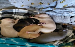 Italian Greyhound dogs for sale: Beautiful Pure Bred Italian Greyhounds - Image 2