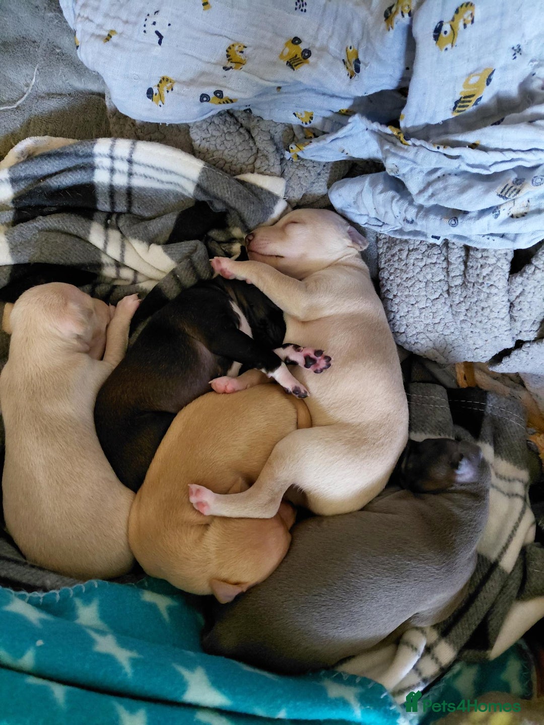 Italian Greyhound dogs for sale: Beautiful Pure Bred Italian Greyhounds - Image 2