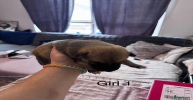 Mixed Breed dogs - Advert 2