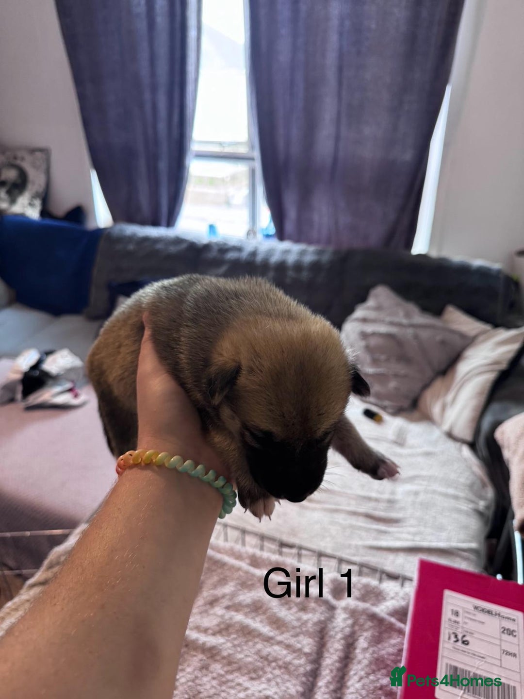 Mixed Breed dogs for sale: Northern Inuit cross American akita  - Image 2
