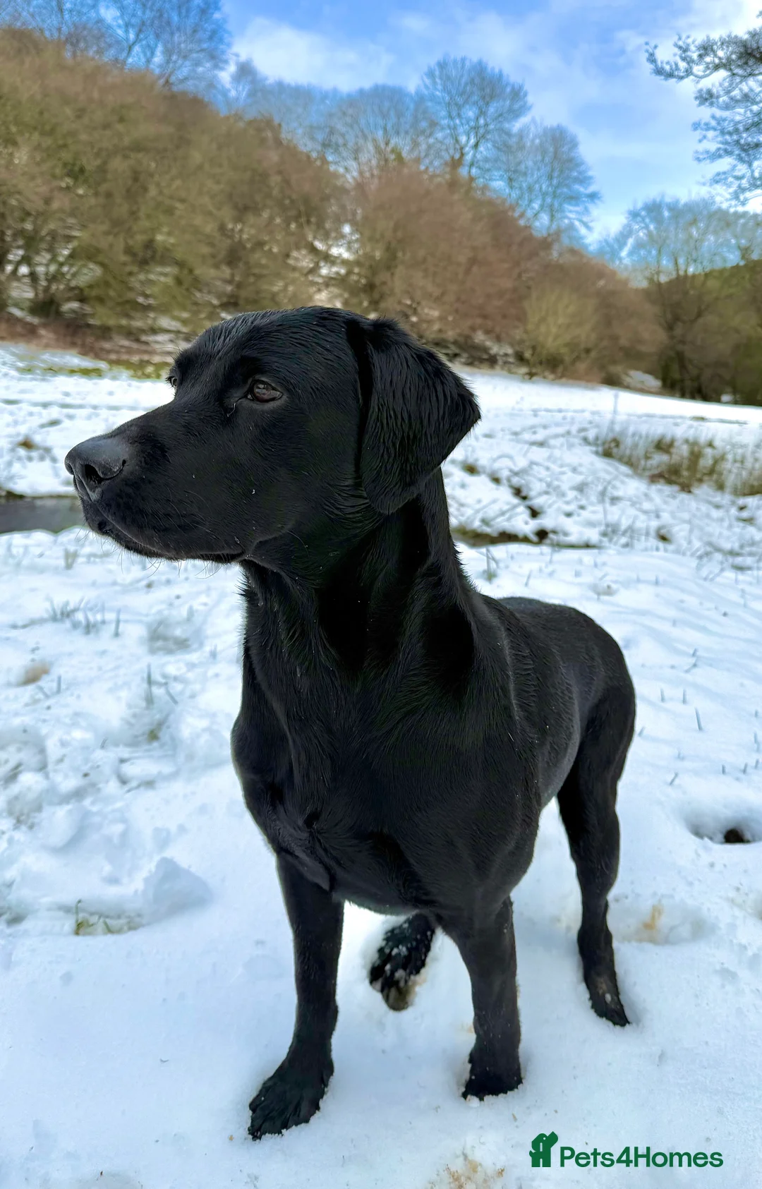 Labrador Retriever dogs for sale: KC registered Labrador Retriever puppies  - Advert 2