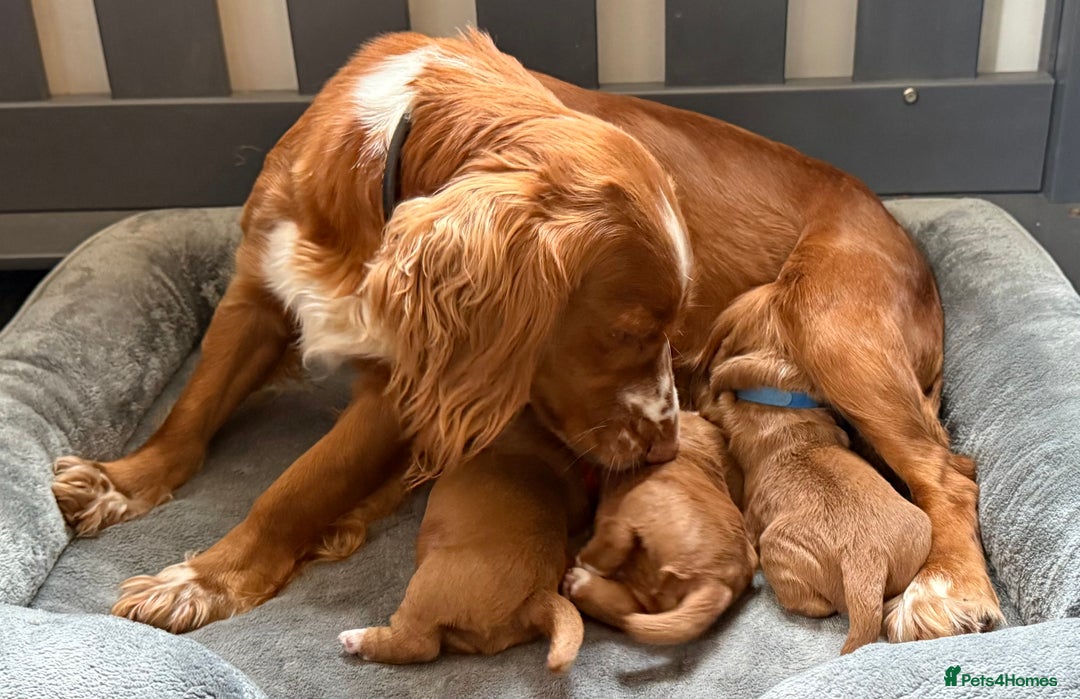 Labrador Retriever dogs for sale: 3 VERY DARK RED W/COCKER SPANIEL BOYS AVAILABLE  - Image 5