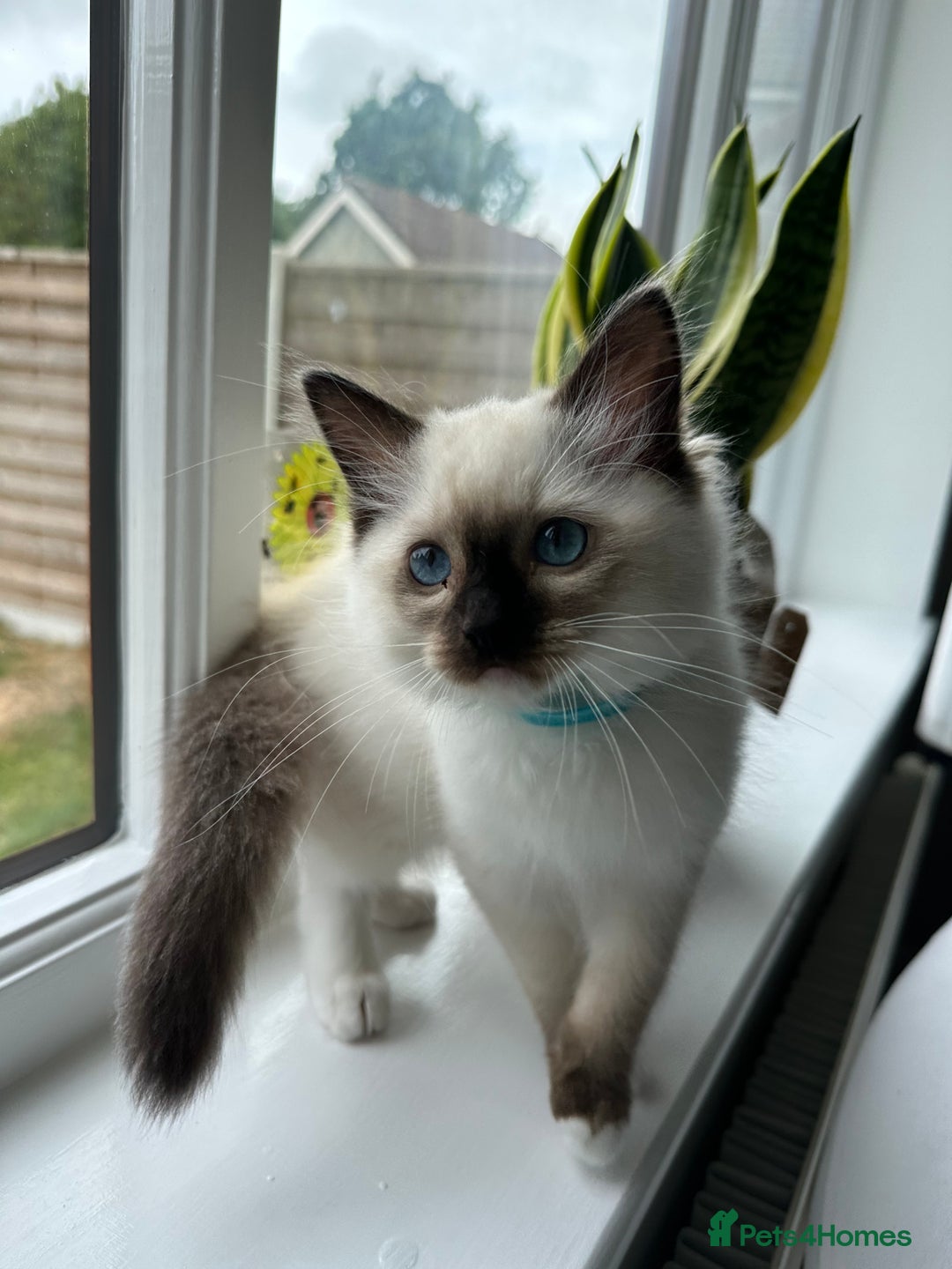 Ragdoll cats for sale: 🐾 LAST MALE RAGDOLL AVAILABLE READY TO GO💕 in Taunton - Image 5