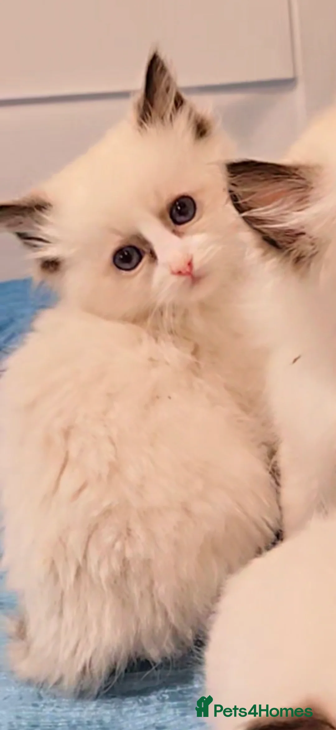 Ragdoll cats for sale: TICA REGISTERED KITTENS/Active - Advert 17
