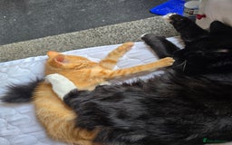 Domestic Shorthair cats for sale: Ginger Male Kitten - Image 2
